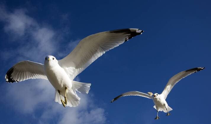 Silbermöwen (Larus argentatus) (ibxpfl00629570)
