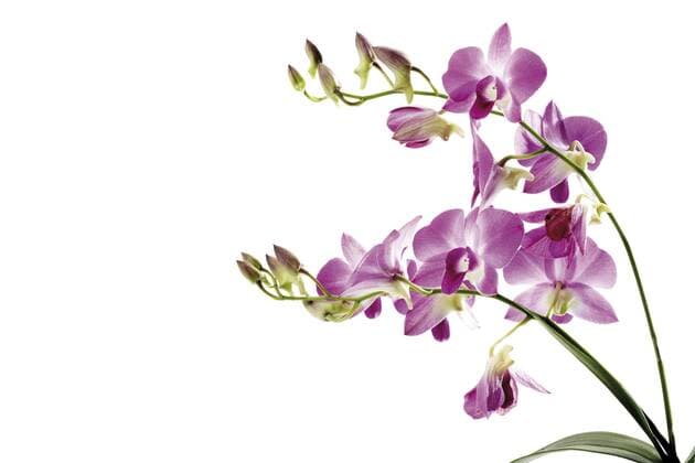 Orchidee (Orchidaceae) - ibxodh00699654