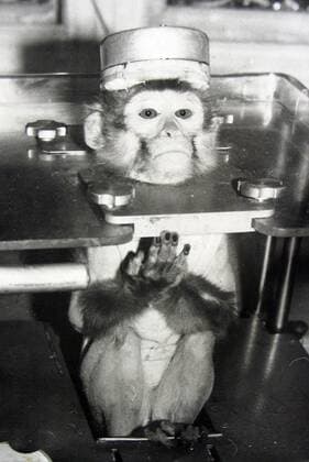 Reproduktion des Fotos eines Tierversuches mit einem Affen im Kosmodrom Plessetsk bei Archangelsk
