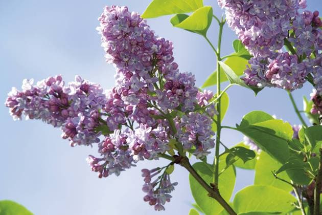  Blühender lila Flieder (Syringa) - ibxodh00815000