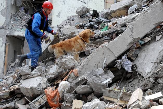 Russische Rettungskräfte mit Spürhunden suchen nach Sichuan-Erdbebenopfern - Chengdu - 