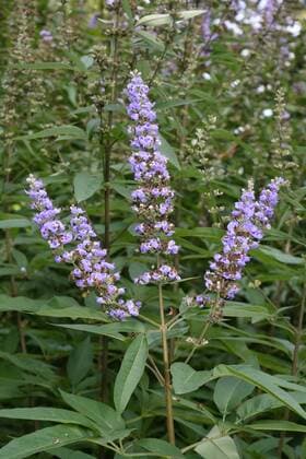 Mönchspfeffer (Vitex agnuscastua) blühend (McPWLA)