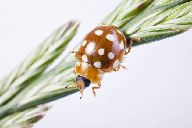 Vierzehntropfiger Marienkäfer (Calvia quatuordecimguttata) - ibxals00901863