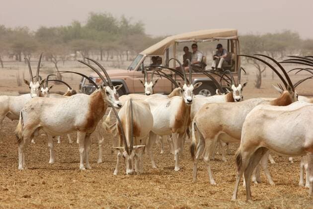 Jeep Safari zwischen Säbelantilopen im Tierreservat Sir Bani Yas bei Abu Dhabi, Vereinigte Arabische Emirate