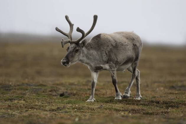 Rentier (Rangifer tarandus), Spitzbergen - Norwegen - McPPUM