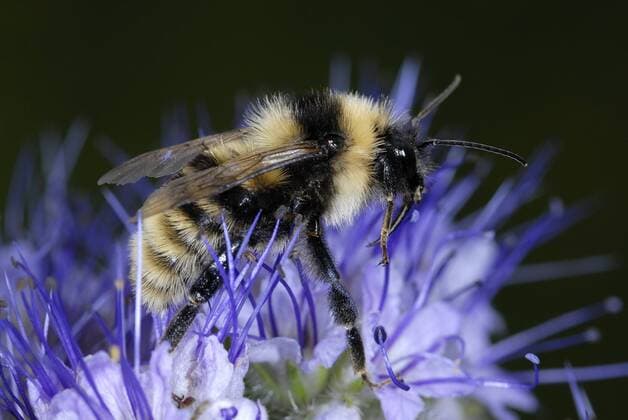  Sandhummel (Bombus veteranus) (iblmkl00906367)
