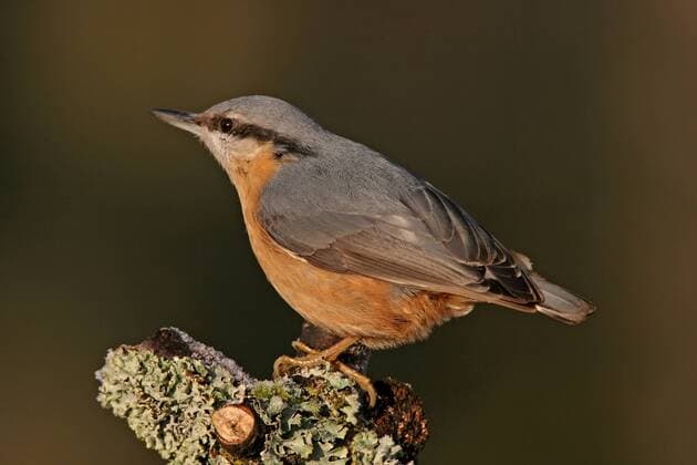 Kleiber (Sitta europaea) - McPmas