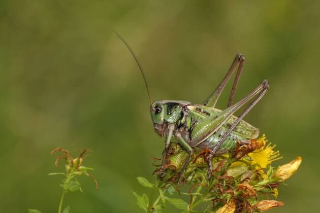 Warzenbeißer (Decticus verrucivorus) -McPRMÜ