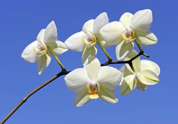 Blühende Orchideen (Phalaenopsis) vor blauem Himmel (ibximw01116852)