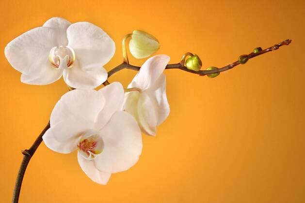 Weiße Orchidee vor orange iblhor01065724