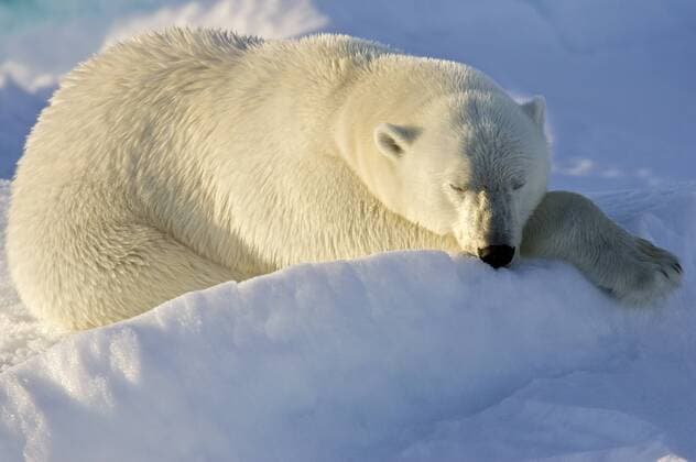 Schlafender Eisbär (Ursus maritimus) auf Spitzbergen, Norwegen, Arktis iblrws01040501