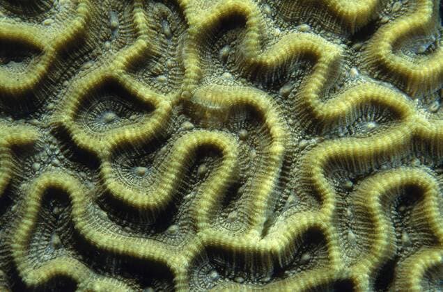  Struktur einer Hirnkoralle (Faviidae), Tulamben, Bali, Indonesien iblaic01111207
