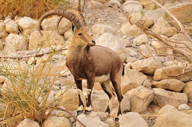  Nubischer Steinbock (Capra nubiana) in der judäischen Bergwüste bei En Gedi, Totes Meer, Israel, Naher Osten, Orient iblfvp01063304