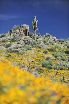 Blühende Sonora-Wüste mit Kalifornischem Mohn (Eschscholzia californica mexicana), Desert Lupine (Lupinus sparsiflorus), Saguaro Cactus (Carnegiea gigantea), Tonto National Forest, Bartlett Lake, Arizona, USA iblrnp01038456