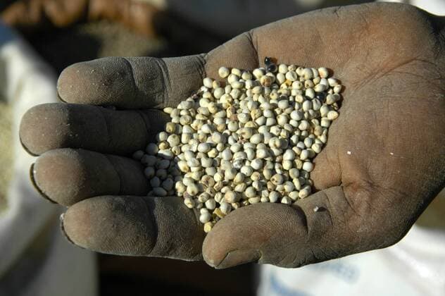 IMAGO Creative: Hunger Hunger, Getreide in der Hand, Sorghum, Markt in Debark, Äthiopien, Afrika iblsau00939177