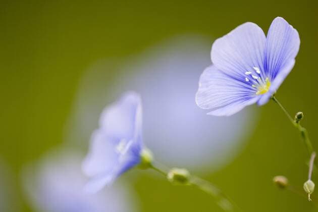 Blühender Österreichischer Lein (Linum austriacum) - McPLUE