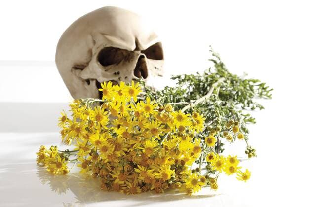 Jakobs-Kreuzkraut, aktuelle Giftpflanze, mit Totenkopf, Symbolbild   iblkim01221735