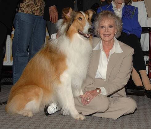 Schauspielerin June Lockhart mit Hund Lassie anlässlich der Vorstellung einer Briefmarkenserie - Early TV Memories - in North Hollywood - (ZUMAd79)