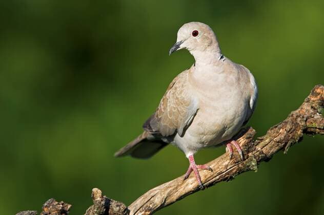 Türkentaube Collared Dove Eurasian Collared-Dove Eurasian Collared Dove Streptopelia decaocto Tourterelle turque Turca - McPMAS