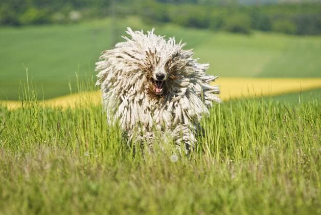 IMAGO Nature: Unsere Erde: Tierwelt: Hässliche Tiere Komondor, ungarischer Hirtenhund, über Wiese rennend iblpia01268804