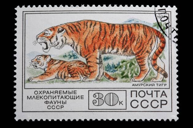 Sibirischer Tiger, Amurtiger (Panthera tigris altaica), Briefmarke aus der UDSSR, 1977, Russland Siberian tiger, Amurian tiger (Panthera tigris altaica), postage stamp, USSR, 1977, Russia BLWS177325
