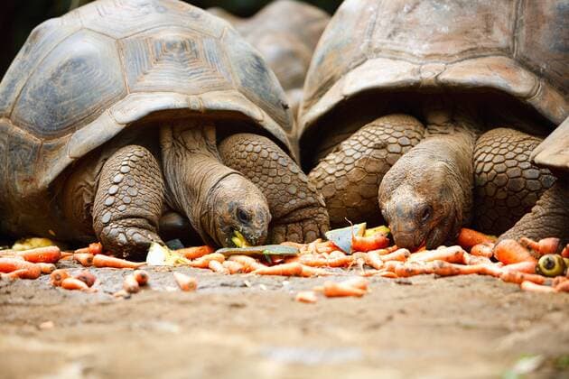Giant turtles Two giant turtles eating vegetables - McPSHA