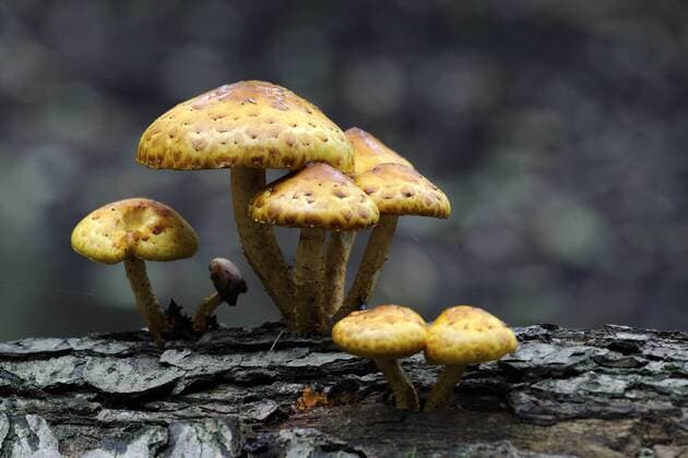 Goldfell-Schüppling, Pholiota aurivella, wächst auf Totholz - McPINS