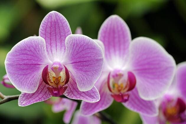 Blüte einer Orchidee, Phalaenopsis spec. Blüte einer Orchidee, Phalaenopsis spec. - McPINS