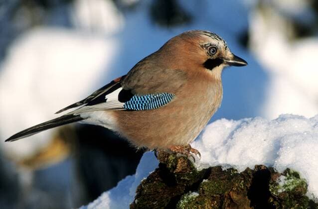 Eichelhäher (Garrulus glandarius) im Winter ibxada01331378