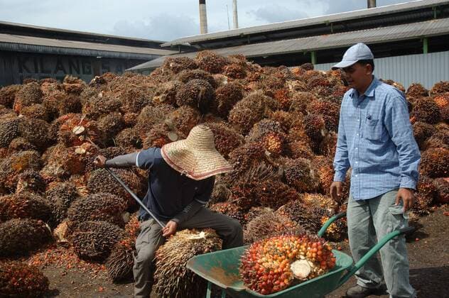 IMAGO Nature: Unsere Erde, Umweltverträgliche Herausforderungen des 21. Jahrhunderts, Palmöl MALAYSIA 2009 The World s Largest Palm Oil Exporter: Malaysia currently accounts for 41 percent of the world s palm oil production and 47percent of world exports,as a major producer of palm oil, the Malaysian government is encouraging the production of biofuel feedstock and the building of biodiesel plants that use palm oil. Domestically, Malaysia is preparing to change from diesel to bio-fuels by 2008, including drafting legislation that will make the switch mandatory. From 2007, all diesel sold in Malaysia must contain 5percent palm oil. Malaysia is also emerging as one of the leading biofuel producers, with 91 plants approved and a handful now in operation, all based on palm oil. (C) H.BERBAR HBL NETWORK