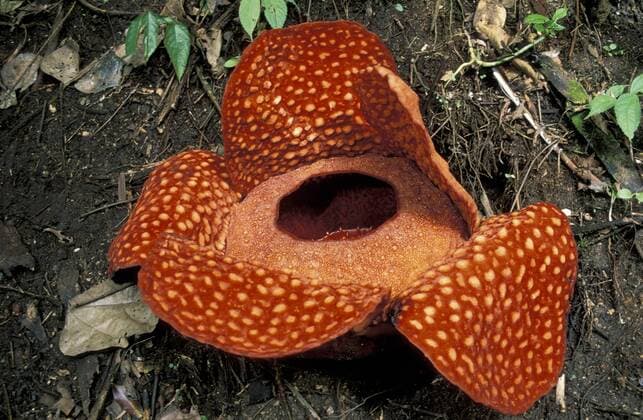 IMAGO Nature: Unsere Erde: Pflanzenwelt: Gepunktete Pflanzen Rafflesia arnoldii (Rafflesia arnoldii), Blüte, Provinz Sumatra Barat, Sumatra, Indonesien, Südostasien ibxbem01364138
