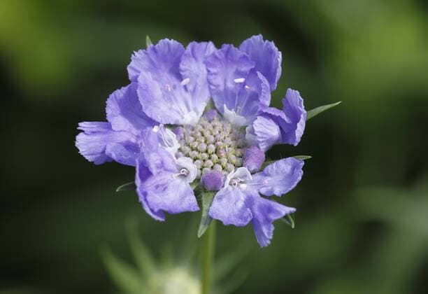  Blüte von Witwenblume (Scabiosa caucasica), Gartenpflanze ibxman01398446