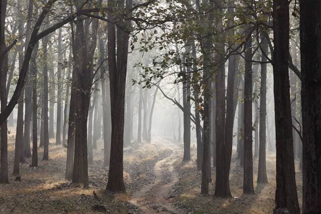 Morgendunst und Piste im Wald, Rajiv Gandhi National Park, Nagarhole Nationalpark, Karnataka, Südindien, Indien, Südasien, Asien ibxman01487754