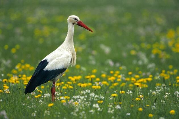 Weissstorch, Weiss-Storch (Ciconia ciconia), steht in einer Wiese white stork (Ciconia ciconia), standing in a meadow BLWS131410