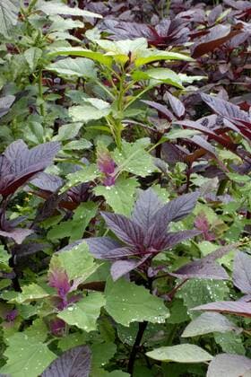 Baum-Spinat, Baumspinat, Riesen-Gaensefuss, Riesengaensefuss (Chenopodium giganteum), mit Garten Fuchsschwanz, Gartenfuchsschwanz, Amaranthus caudatus Magenta lamb s quarters, Tree Spinach (Chenopodium giganteum), with Love-lies-bleeding, Amaranthus caudatus BLWS143109