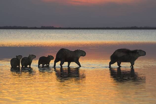 Capybara, Wasserschwein, Wasser-Schwein (Hydrochaeris hydrochaeris), Familie mit drei Jungtieren, Venezuela, Llanos de Orinoca capybara, carpincho (Hydrochaeris hydrochaeris), Family with three young, Venezuela, Llanos de Orinoca BLWS071054