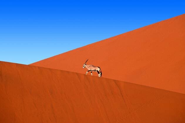 Suedafrikanischer Spiessbock, Oryx, Oryxantilope (Oryx gazella), wandert in den Sandduenen von Sossusvlei, Namibia gemsbock, beisa (Oryx gazella), walking in the sand dunes of Sossusvlei, Namibia BLWS050681