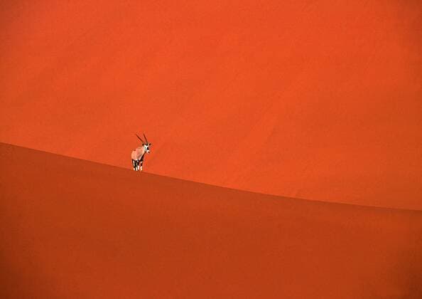 Suedafrikanischer Spiessbock, Oryx, Oryxantilope (Oryx gazella), in den Sandduenen von Sossusvlei, Namibia gemsbock, beisa (Oryx gazella), in the sand dunes of Sossusvlei, Namibia BLWS050686