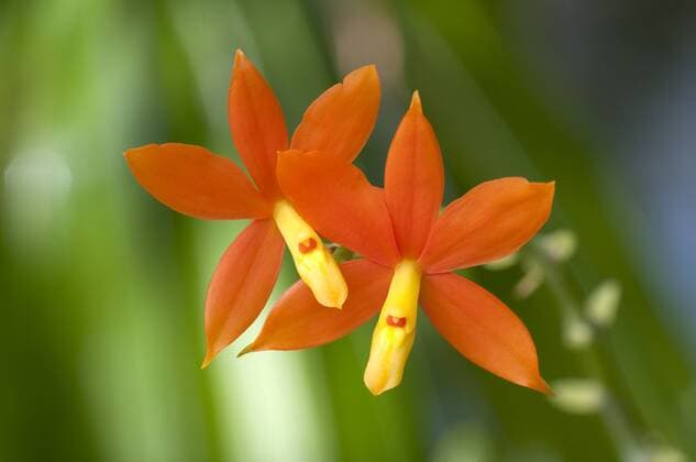 Epidendrum vitellinum, Orchidee ibxdwh01496319