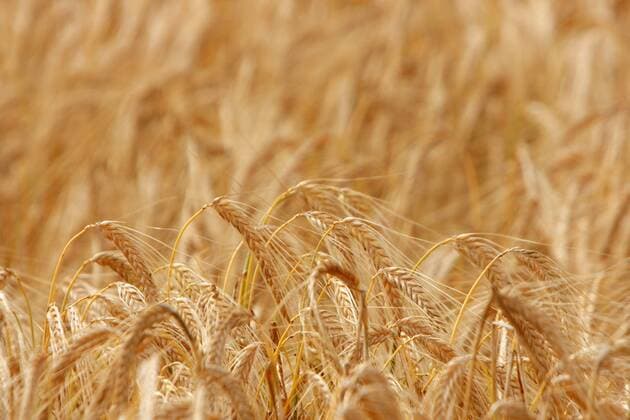 Gerste (Hordeum vulgare), Gerstenfeld, Deutschland barley (Hordeum vulgare), bigg field, Germany BLWS212243