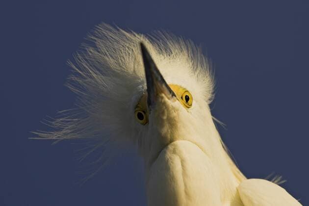 Schmuckreiher, Schmuck-Reiher, Schneereiher, Schnee-Reiher (Egretta thula), Portraet, USA, Florida snowy egret (Egretta thula), portrait, USA, Florida BLWS197571