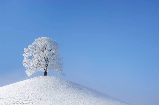 Linde (Tilia spec.), Linde im Winter, Schweiz basswood, linden, lime tree (Tilia spec.), lime tree in winter, Switzerland BLWS214648