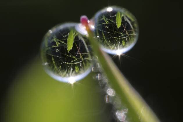 Zwei Wassertropfen an Grashalm mit Spiegelungen, Deutschland, Rheinland-Pfalz two water drops at a blade of grass with mirroe images, Germany, Rhineland-Palatinate BLWS215953