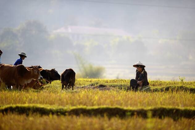  Vietnamesin im Reisfeld mit Rindern im Abendlicht, DinhBin, Hanoi, Nordvietnam, Südostasien iblsei01110053