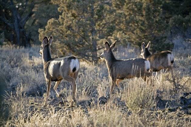 Schwarzwedelhirsch, Maultierhirsch (Odocoileus hemionus), drei Weibchen in Wachholder-Wald, USA, Oregon, Bend mule deer, black-tailed deer (Odocoileus hemionus), three females in Juniper forest, USA, Oregon, Bend BLWS153747