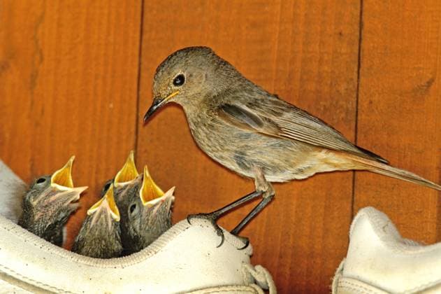 Hausrotschwanz, Haus-Rotschwanz (Phoenicurus ochruros), Nest in einem Turnschuh, Altvogel bei der Fuetterung, Deutschland, Baden-Wuerttemberg black redstart (Phoenicurus ochruros), nest in a gym shoe, adult feeding young, Germany, Baden-Wuerttemberg BLWS081088