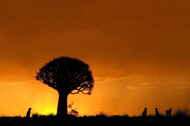 Gepard (Acinonyx jubatus), im Abendrot mit Koecherbaum cheetah (Acinonyx jubatus), at sunset with kokerboom BLWS091364