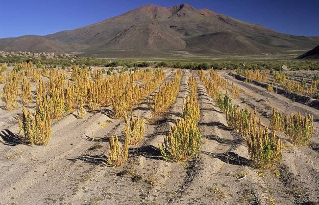 IMAGO Nature: Unsere Erde, Klimawandel, Ernährung, Pflanzen der Zukunft, Quinoa Landwirtschaft, Quinoa Anbau Quinoa, Reismelde, Reis-Melde, Inkakorn, Inka-Korn, Reisspinat, Reis-Spinat, Perureis, Peru-Reis (Chenopodium quinoa), Quinoa Feld in San Juan del Rosario am Salar de Chiguana, Bolivien quinoa (Chenopodium quinoa), quinoa field near San Juan del Rosario at Salar de Chiguana, Bolivia BLWS086955