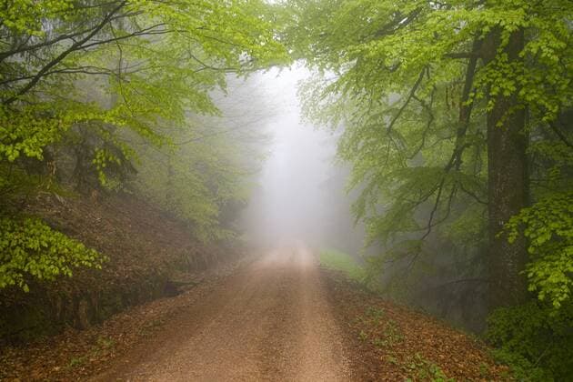 Nebeliger Waldweg im Frühling nach einem Regenschauer beim Mooskopf in Gengenbach, Schwarzwald, Baden-Württemberg, Deutschland, Europa iblsta01559273