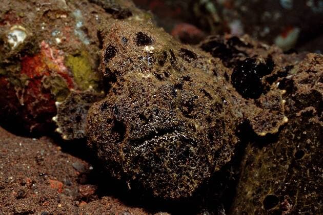  Schwarzer Riesen-Anglerfisch (Antennarius commerson), Raja Ampat, Irian Jaya, West Papua, Indo-Pazifik, Indonesien ibxdpr01491860